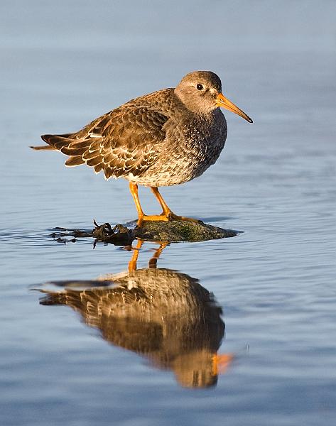 FJæreplytt - Purple sandpiper (Calidris maritima).jpg